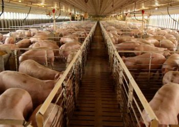 Desde hoy la carne de cerdo presentará aumento