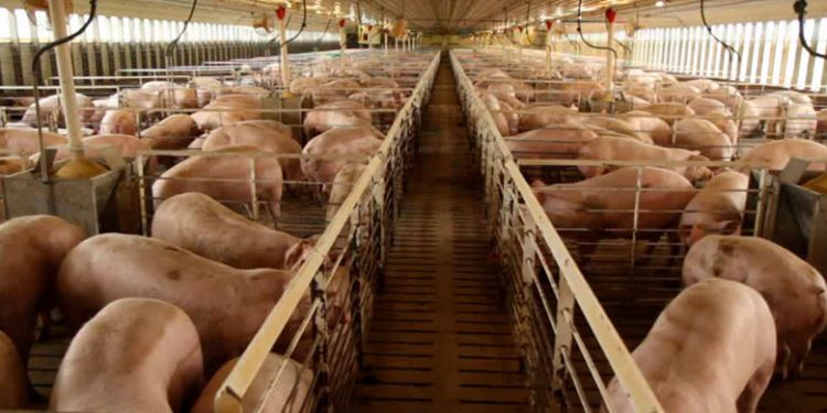 Desde hoy la carne de cerdo presentará aumento