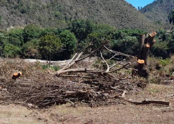 Procuraduria de Medio Ambiente solicitará prisión contra hombre que cortó árboles centenarios