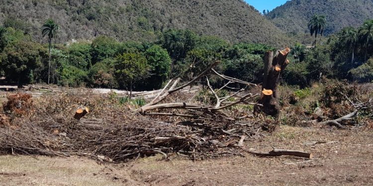 Procuraduria de Medio Ambiente solicitará prisión contra hombre que cortó árboles centenarios
