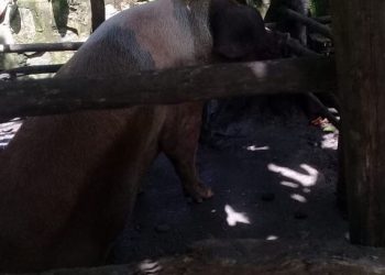 Medio Ambiente y Salud Pública realizan operativo contra pocilgas en Sabana Grande de Boya