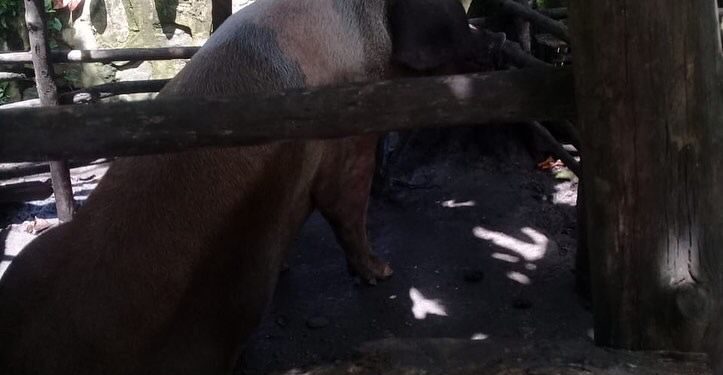 Medio Ambiente y Salud Pública realizan operativo contra pocilgas en Sabana Grande de Boya