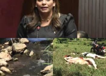 Diputada por Sánchez Ramírez Verónica Contreras pide al Gobierno y Barrick Gold expliquen sobre muerte de animales