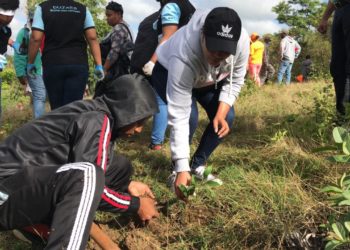 Siembran cientos de árboles en la entrada de Sabana Grande de Boyà