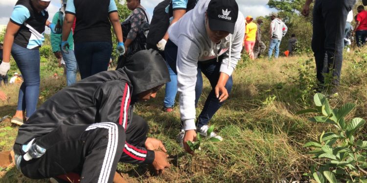 Siembran cientos de árboles en la entrada de Sabana Grande de Boyà