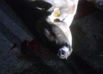 Una menor muerta y un hombre herido al chocar motocicleta con una vaca en el Cruce del Pajón, Monte Plata