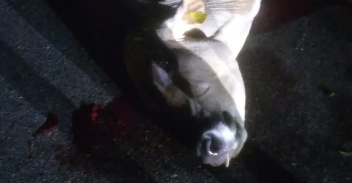 Una menor muerta y un hombre herido al chocar motocicleta con una vaca en el Cruce del Pajón, Monte Plata