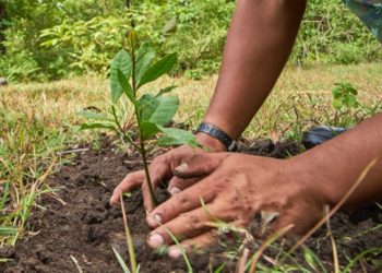 Royca Portorreal y la Asociación de Parceleros de Hato Dama y Los Montones realizan jornada de reforestación en el río Haina