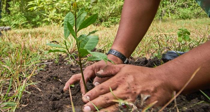 Royca Portorreal y la Asociación de Parceleros de Hato Dama y Los Montones realizan jornada de reforestación en el río Haina
