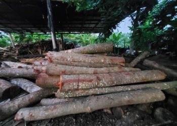 Procuraduría Ambiental allana aserraderos y ocupa caobas de las taladas por el director de Junta Distrital Palmarejo