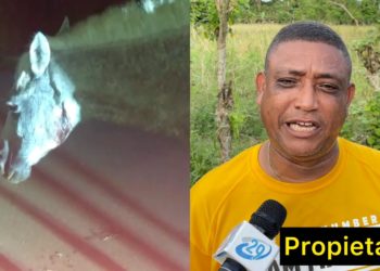 Hombre mata a tiros un caballo supuestamente porque se comio un poco de arroz de su parcela