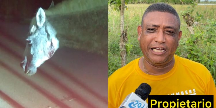 Hombre mata a tiros un caballo supuestamente porque se comio un poco de arroz de su parcela