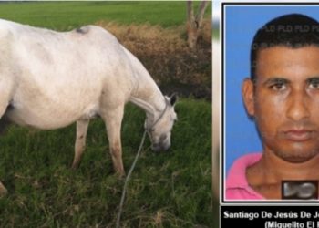 Identifican hombre que mató caballo a balazos en Villa Riva