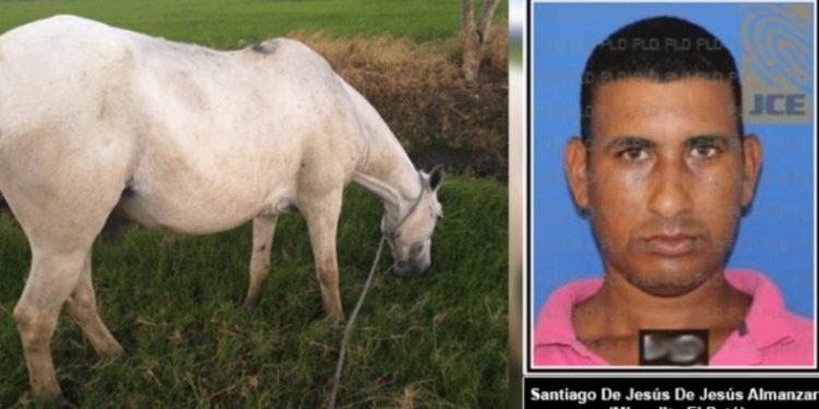 Identifican hombre que mató caballo a balazos en Villa Riva