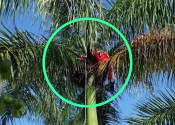 Desaprensivos bajaron bandera de su asta y la colocaron encima de un árbol en Cotuí