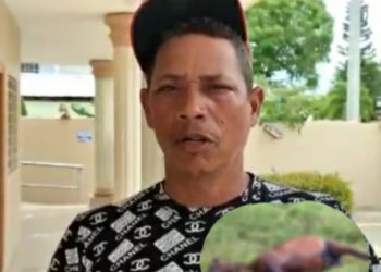 Piden a las autoridades investigar muerte de tres caballos en Villa Riva