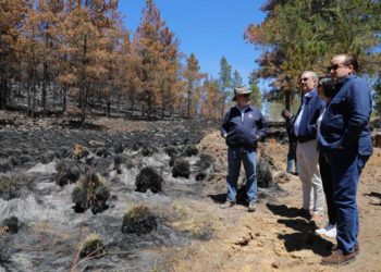 Presidente Abinader anuncia plan de acción para regenerar zonas afectadas por incendios en Valle Nuevo y todo el país