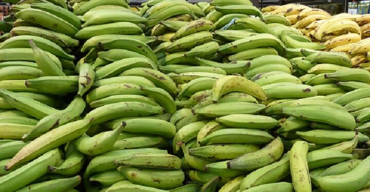 Presidente Abinader crea Comisión Dominicana del Plátano (CODOPLATANO)