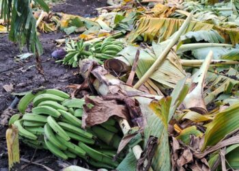 Agricultura auxilia productores de plátanos afectados por los fenómenos atmosféricos de los últimos días