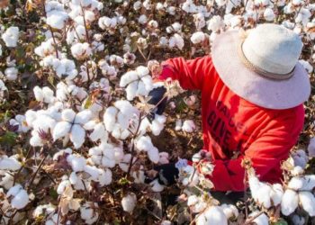 Algodón de Xinjiang: cómo saber si tu ropa está hecha con mano de obra supuestamente esclava en China