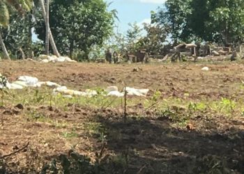 Regidor realiza tala indiscriminada de árboles en Bayaguana