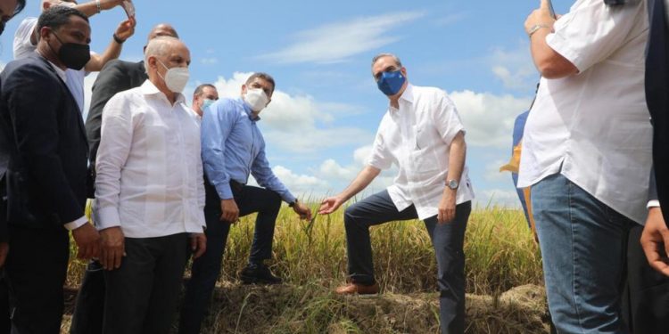 Presidente Abinader participa en el inicio de la cosecha de arroz y destaca aumento de producción; garantiza abastecimiento y estabilidad de precio