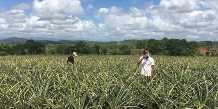 Productores agricolas de Don Juan denuncian alcalde viola acuerdo de arreglo de caminos vecinales; dicen tienen perdidas millonarias