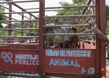 Procuraduría de Medio Ambiente retira vacas y cerdos criados sin control en Arroyo Hondo