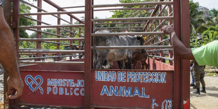 Procuraduría de Medio Ambiente retira vacas y cerdos criados sin control en Arroyo Hondo