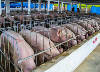 Gobierno toma medidas para proteger la producción nacional de cerdos ante pequeño brote de fiebre porcina africana