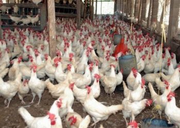 Ministro de Agricultura dice ya están llegando los contenedores de pollos para abastecer a la población