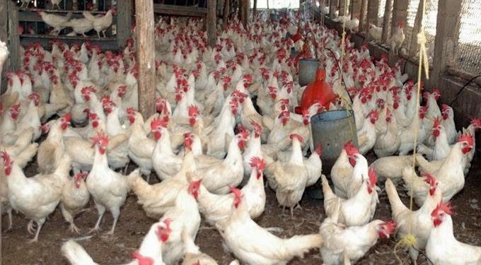 Ministro de Agricultura dice ya están llegando los contenedores de pollos para abastecer a la población