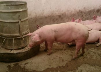 Ministro de Agricultura asegura consumo de cerdo no ha bajado en supermercados del país