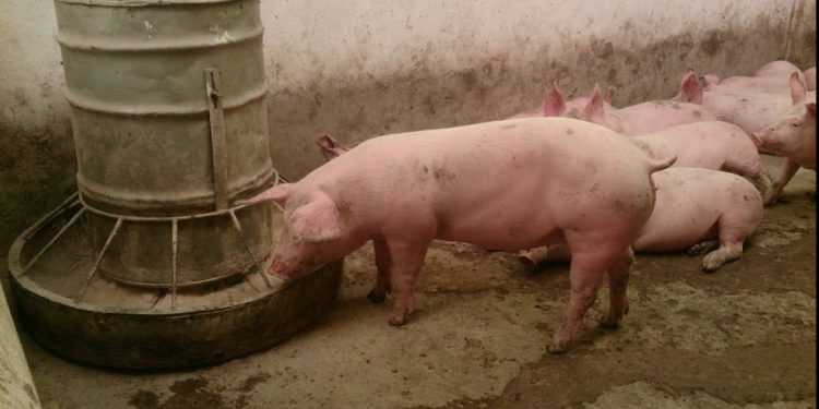 Ministro de Agricultura asegura consumo de cerdo no ha bajado en supermercados del país