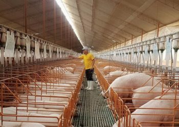 Afirman población puede estar 100% segura de consumir carne de cerdo