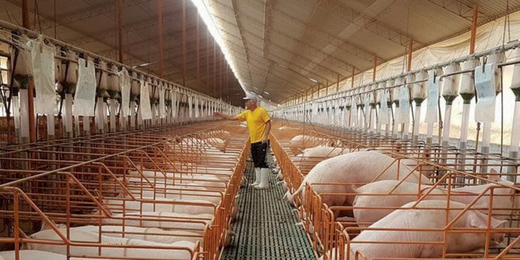 Afirman población puede estar 100% segura de consumir carne de cerdo