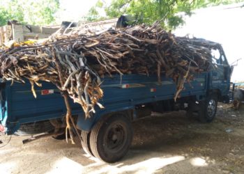 Tribunal de Pedernales sanciona a mujer por traficar con troncos de guaconejo