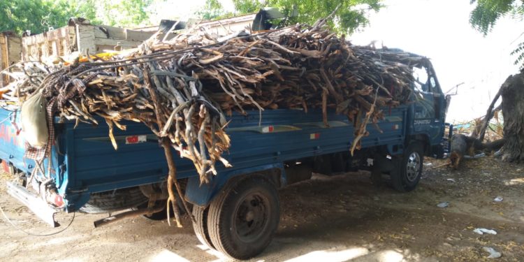 Tribunal de Pedernales sanciona a mujer por traficar con troncos de guaconejo
