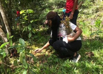 Reforestan con mil árboles el Río Boyà, supuestamente depredado por empleados de Adam Cáceres