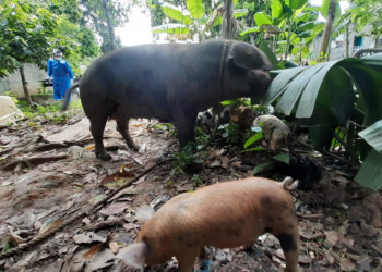 Detectan fiebre porcina en Monte Plata, Espaillat y San Pedro de Macorís