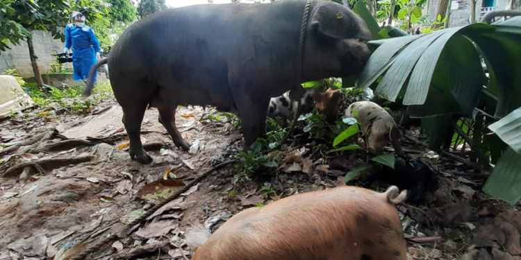 Detectan fiebre porcina en Monte Plata, Espaillat y San Pedro de Macorís