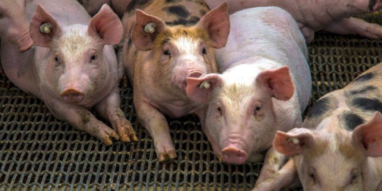 Brote de Peste Porcina Africana se expande por otras 11 provincias de RD