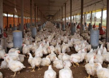 Denuncian oligopolio obliga al cierre de granjas