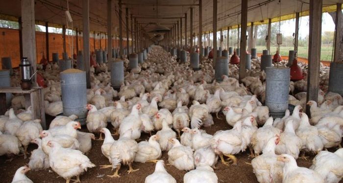 Denuncian oligopolio obliga al cierre de granjas