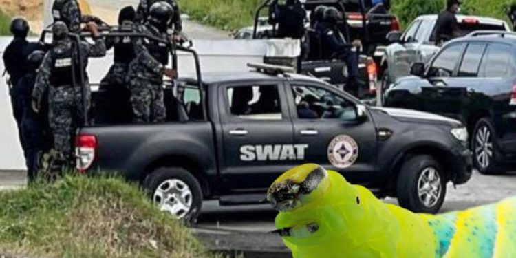 Autoridades ponen en marcha la «Operación Larva»; realizan allanamientos en SD y la región Este