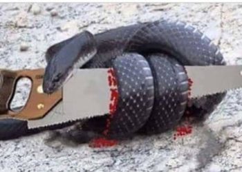 La Serpiente y la cierra