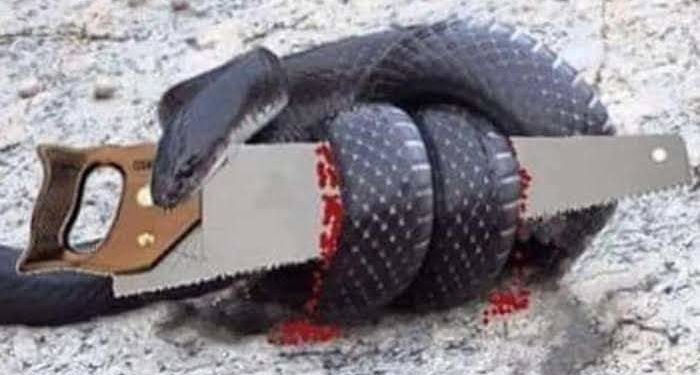 La Serpiente y la cierra