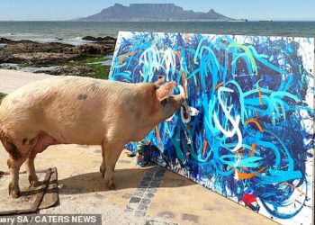 Se vende por 20.000 obra hecha por un cerdo