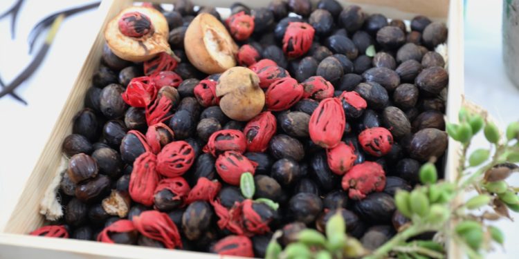 Agricultura promueve cultivo de especias y productos no tradicionales en el país