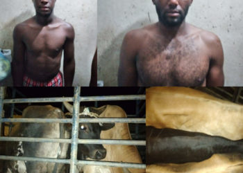 Apresan a dos hombres que sustrajeron tres toros cebú en Sabana Grande de Boyá